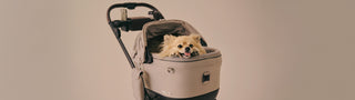 Small dog rests in a Tavo car seat on Roscoe stroller frame against beige background